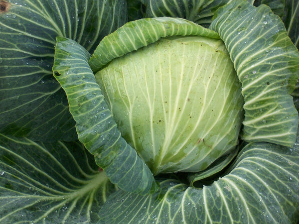 Turkis cabbage image####