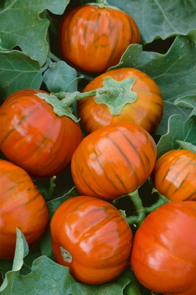 Turkish Orange eggplant image####