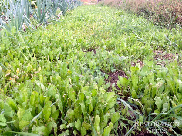 Tuscan arugula image####