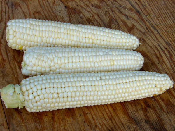 Tuxana corn, sweet image##Lupine Knoll Farm##