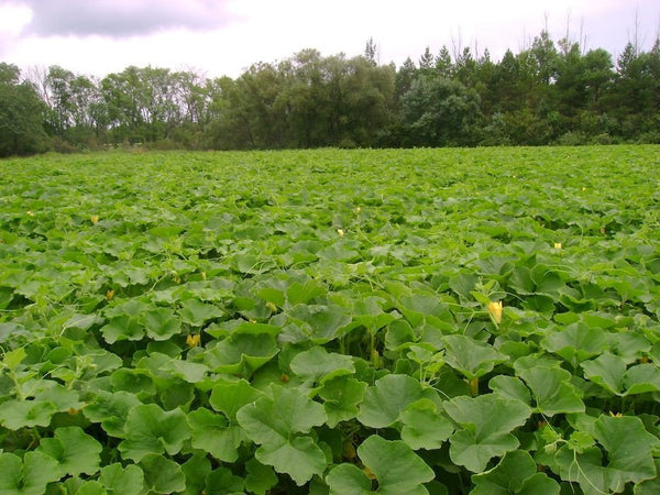Uncle David's Dakota Dessert winter squash maxima image####