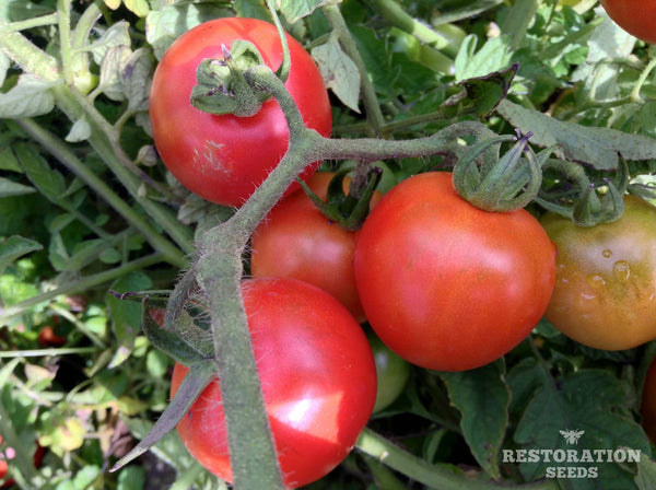 Unger’s Hungarian tomato image####