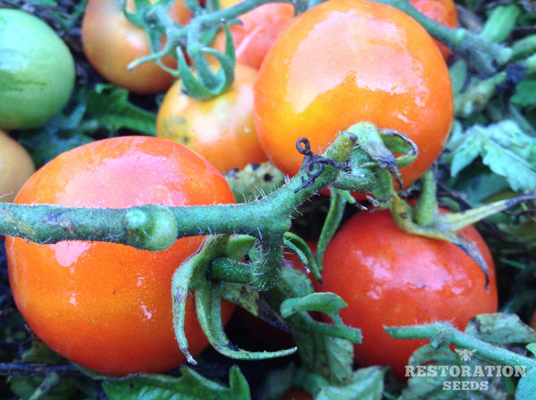 Unger’s Hungarian tomato image####