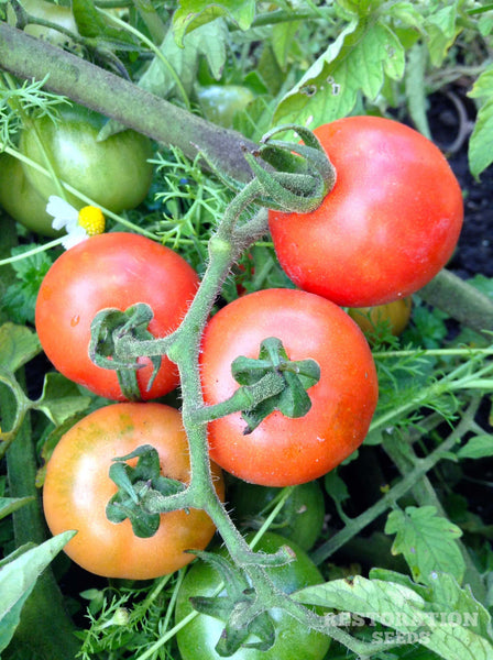 Unger’s Hungarian tomato image####