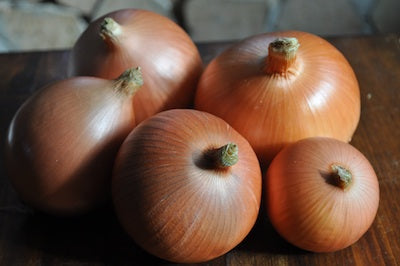 Valencia onion image##Hobbs Family Farm##