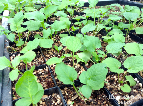 valerian plant seeds Valerian, Official