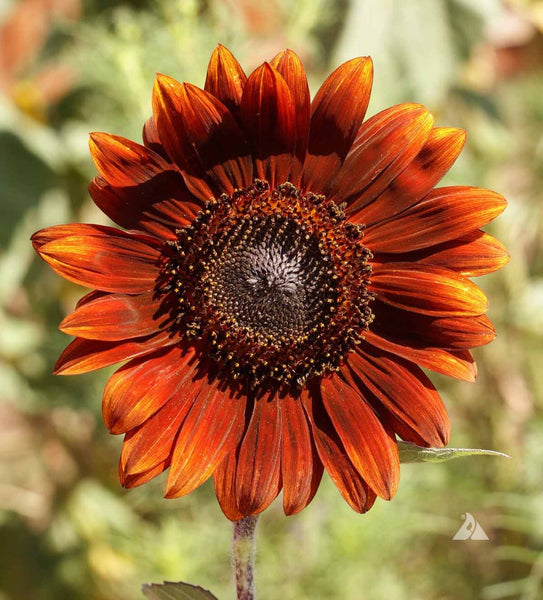 Velvet Queen sunflower image####