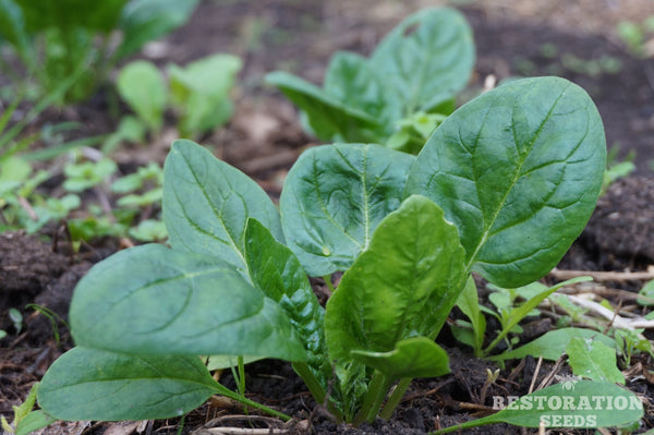 Verdil spinach image##Photo: Charlie Burr##https://www.flickr.com/photos/128745158@N06/