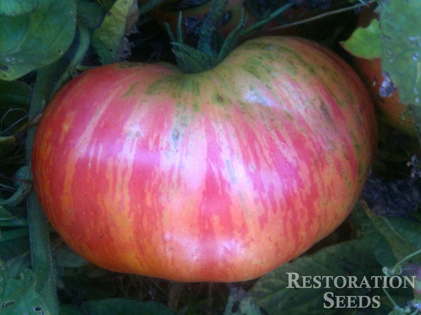 Vintage Wine tomato image####