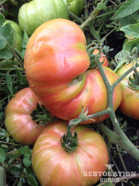 Vintage Wine tomato image####