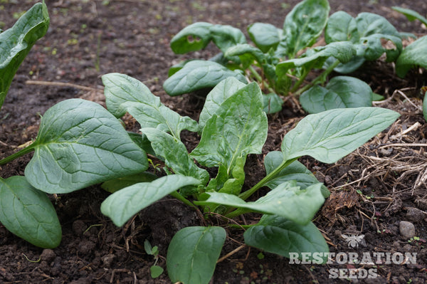 Viroflay spinach image##Photo: Charlie Burr##https://www.flickr.com/photos/128745158@N06/