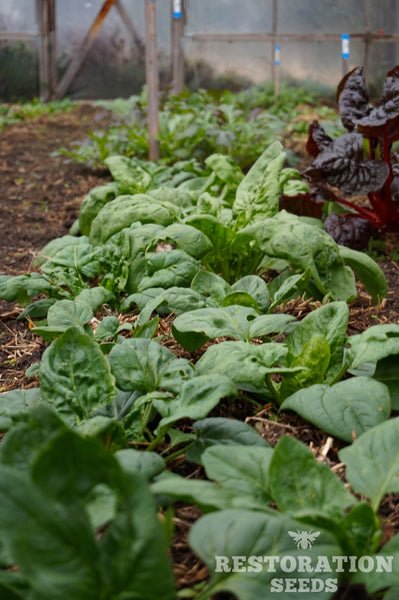 Viroflay spinach image##Photo: Charlie Burr##https://www.flickr.com/photos/128745158@N06/