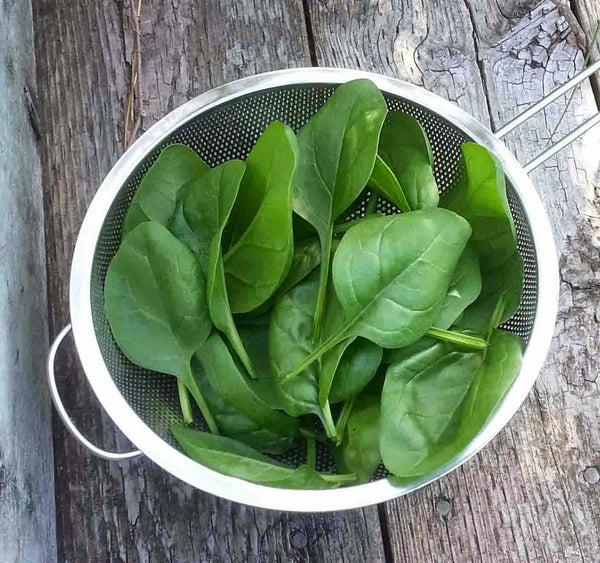 Viroflay spinach image##Homegrown - Adventures in my Garden##http://homegrown-adventuresinmygarden.blogspot.com/2014_05_01_archive.html