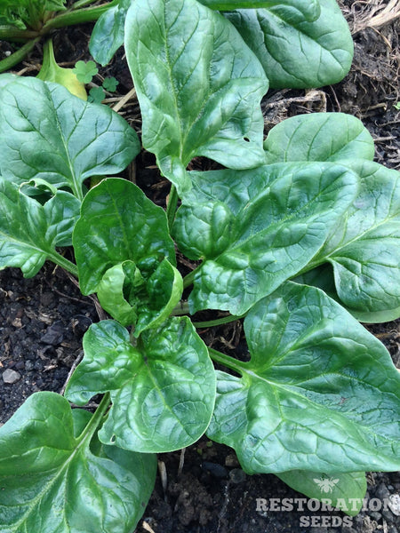 Viroflay spinach image##Homegrown - Adventures in my Garden##