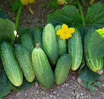 Vorgebirgstrauben cucumber image####