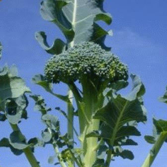 Waltham 29 broccoli image####