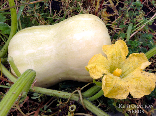 Waltham Butternut winter squash moschata image####