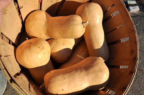 Waltham Butternut winter squash moschata image####