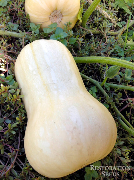 Waltham Butternut winter squash moschata image####