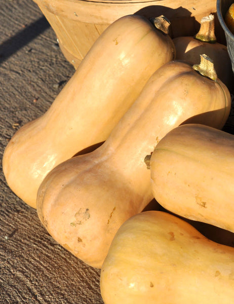 Waltham Butternut winter squash moschata image####