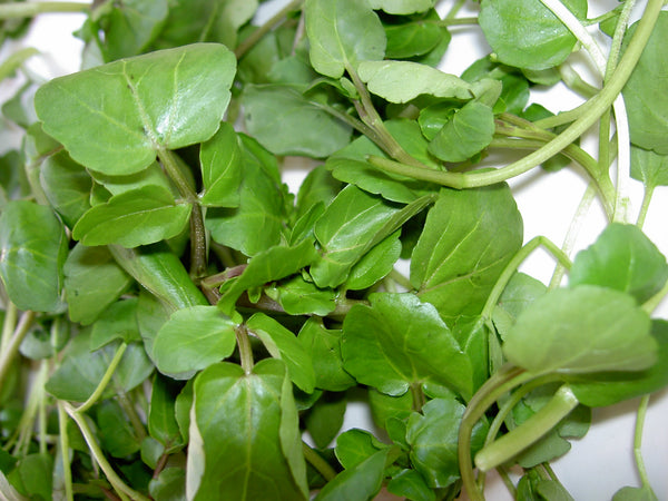 watercress image####