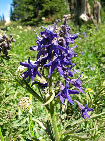 western larkspur image####