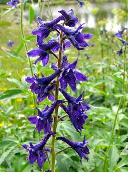 western larkspur image####