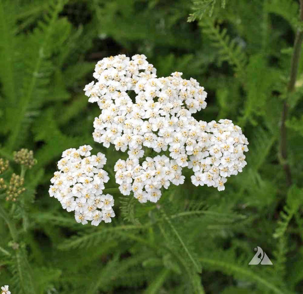 yarrow, western image####