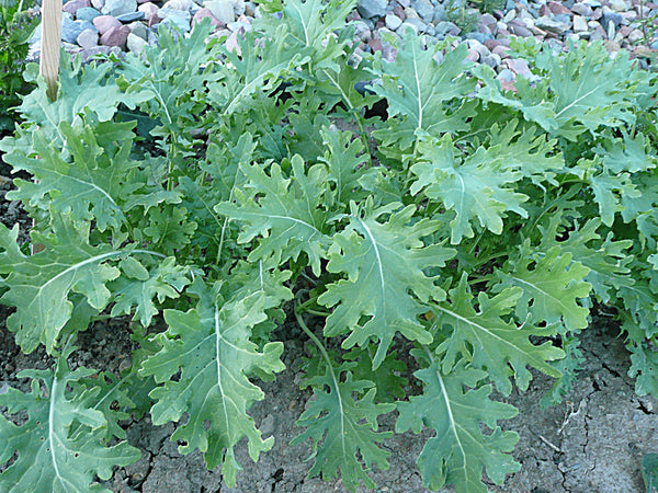 White Russian siberian kale image##Photo: Sylvia Gist##http://www.self-reliance.com/grow-your-own-salad-greens/