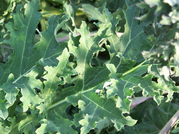 White Russian OG siberian kale image##Photo: Lorien Carsey##http://www.bluemoonfarm.biz