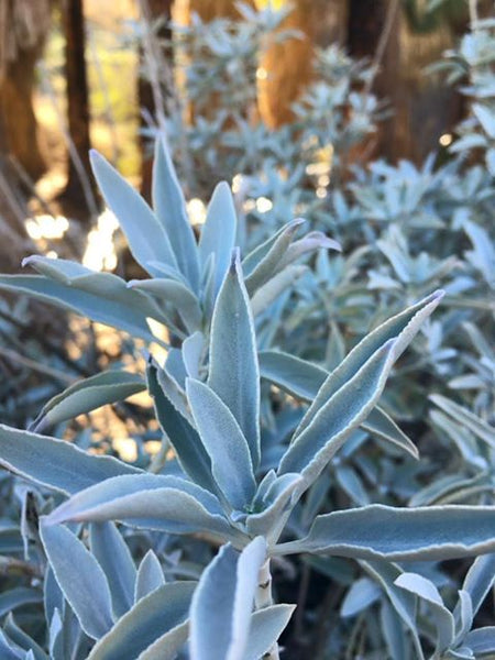 white sage indoor plant White Sage