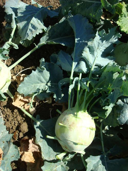 White Vienna kohlrabi image####