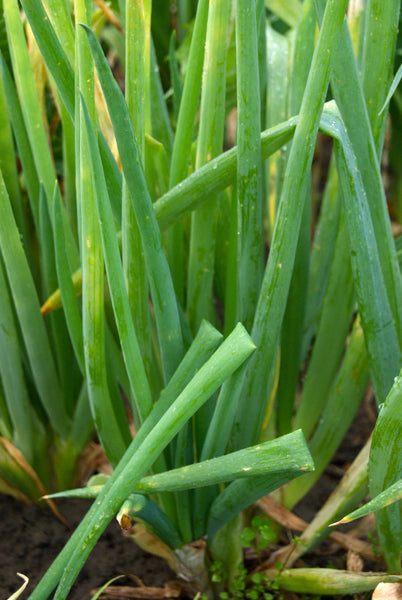 White welsh onions image####