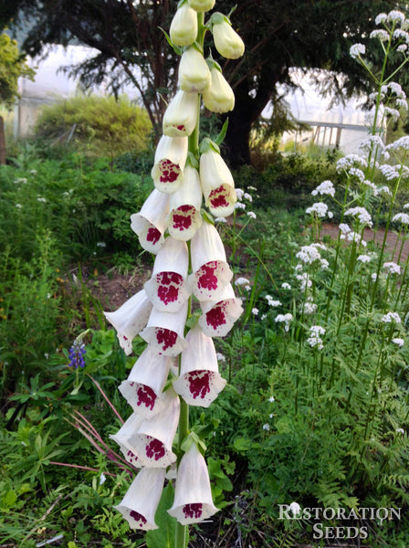 White foxglove image####