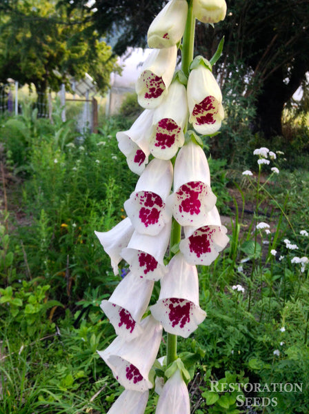 white fox flower seeds White foxglove