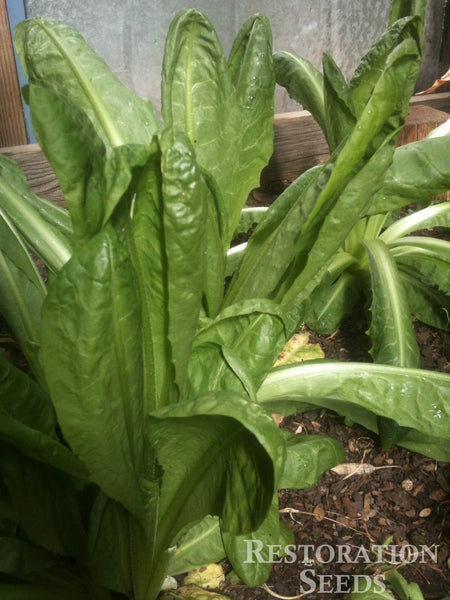 Wild chicory image####