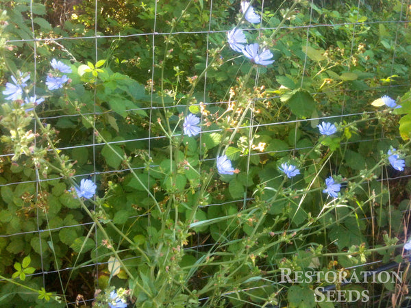 Wild chicory image####