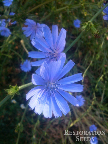 Wild chicory image####