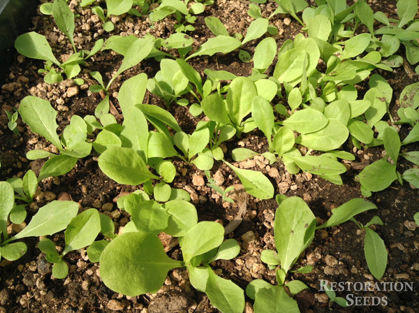 Wild chicory image####