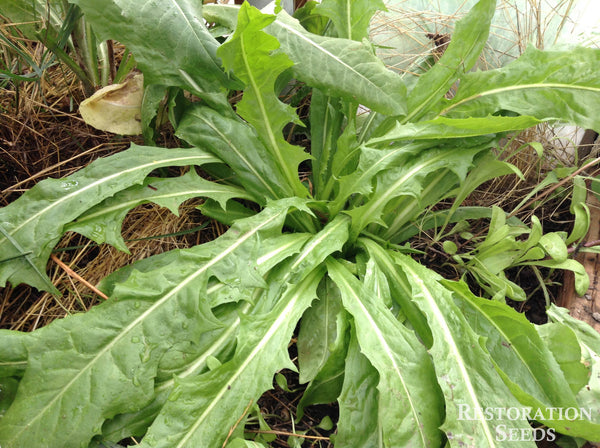 chicory plant seeds Wild chicory