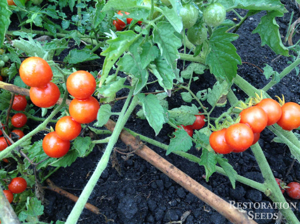 Wild Sweetie tomato image####