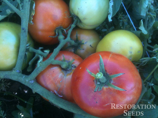 Willamette tomato image####