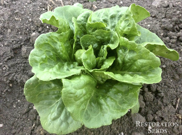 Winter Density lettuce image####