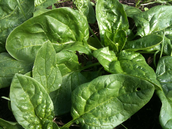 Giant Winter spinach