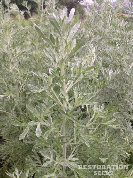 Organic wormwood, absinthe image####