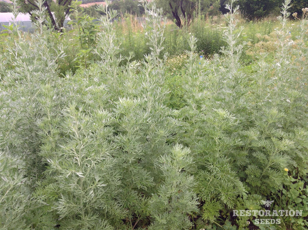 Organic wormwood, absinthe image####