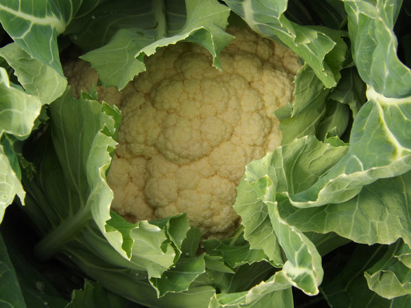 Nash’s All Year Round cauliflower image####