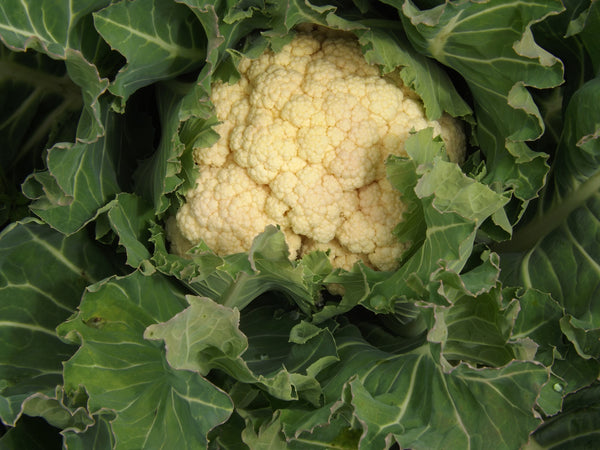 Nash’s All Year Round cauliflower image####