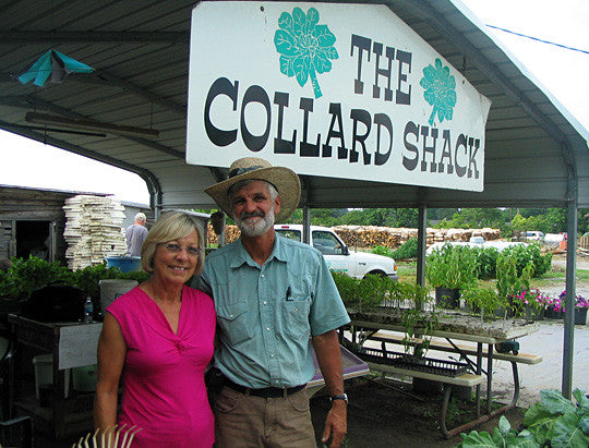 Yellow Cabbage collards image##Vickie and Benny Cox own The Collard Shack in Ayden, N.C. They specialize in yellow cabbage collards, an heirloom variety that's popular in this part of eastern North Carolina. Adam Hochberg, NPR.##http://www.npr.org/templates/story/story.php?storyId=104882982