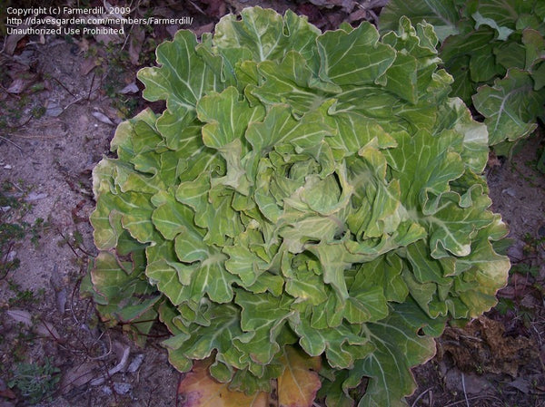 Yellow Cabbage collards image##Farmerdill##http://davesgarden.com/guides/pf/showimage/233458/